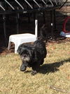 Harmony **ADOPTION PENDING**