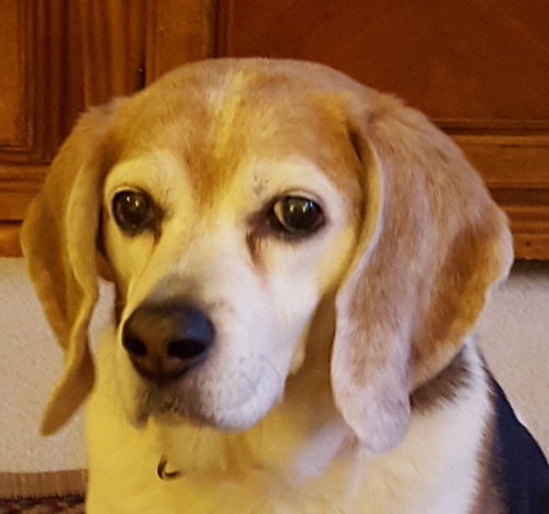 Isabelle