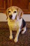 Isabelle