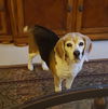 Isabelle