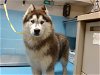 adoptable Dog in valley, AL named ASHTON