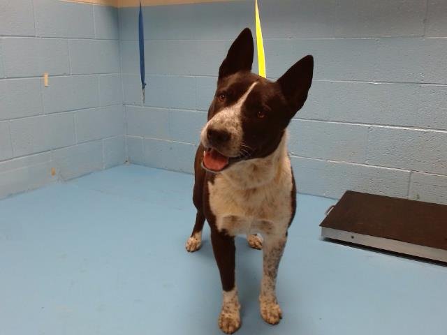 adoptable Dog in Moreno Valley, CA named A533516