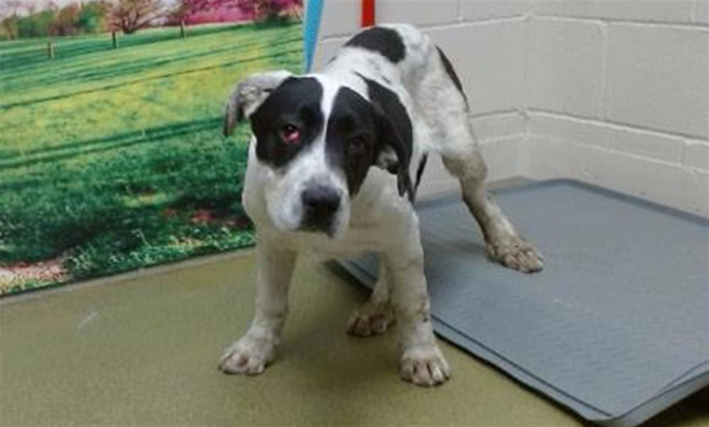 adoptable Dog in Moreno Valley, CA named A533572