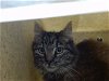 adoptable Cat in moreno valley, ca, CA named A533693