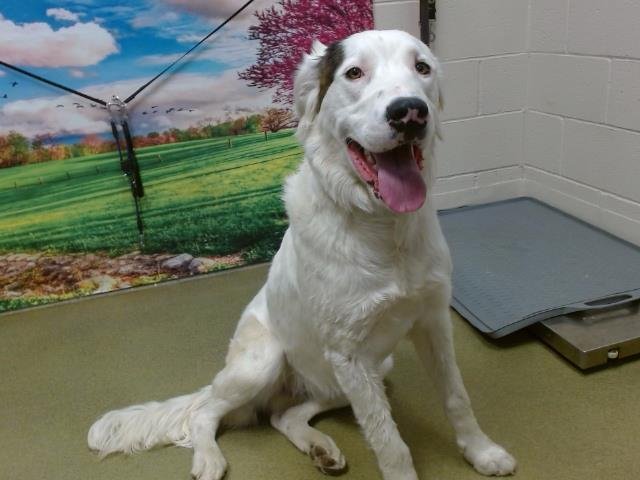 adoptable Dog in Moreno Valley, CA named A533670