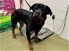 adoptable Dog in moreno valley, ca, CA named A533674
