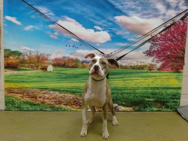 adoptable Dog in Moreno Valley, CA named A533675