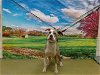 adoptable Dog in moreno valley, ca, CA named A533675