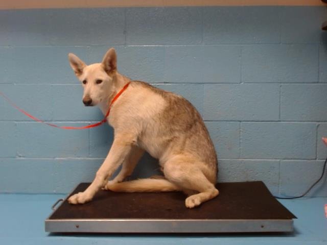 adoptable Dog in Moreno Valley, CA named A533683