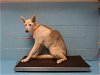 adoptable Dog in moreno valley, ca, CA named A533683