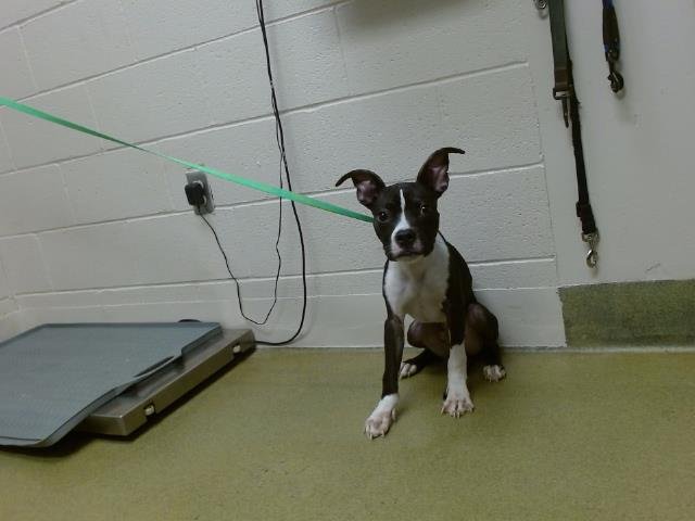 adoptable Dog in Moreno Valley, CA named A533706