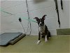 adoptable Dog in moreno valley, ca, CA named A533706