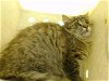 adoptable Cat in moreno valley, ca, CA named A533728