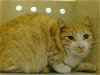 adoptable Cat in moreno valley, ca, CA named A533744