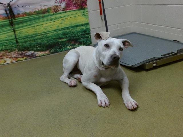 adoptable Dog in Moreno Valley, CA named A533741