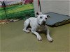 adoptable Dog in moreno valley, ca, CA named A533741