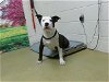 adoptable Dog in moreno valley, ca, CA named A533746