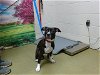 adoptable Dog in  named A533907