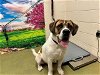 adoptable Dog in  named A534121