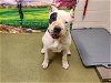 adoptable Dog in  named A534182