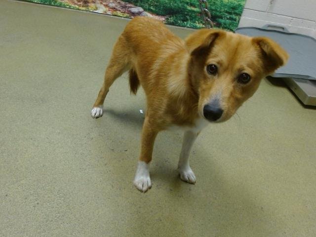 adoptable Dog in Moreno Valley, CA named A534306