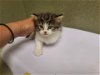 adoptable Cat in valley, AL named A534347