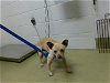 adoptable Dog in  named A534416