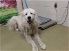 adoptable Dog in valley, AL named A534383