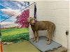 adoptable Dog in valley, AL named A534439