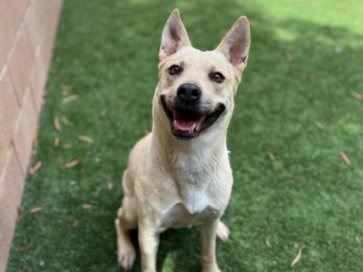 adoptable Dog in Moreno Valley, CA named SANDY