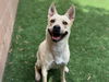 adoptable Dog in Moreno Valley, CA named SANDY