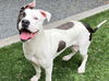 adoptable Dog in Moreno Valley, CA named DOLLY