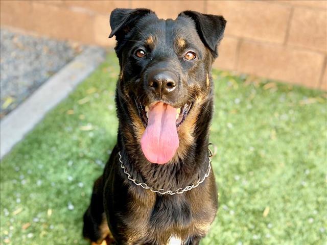 adoptable Dog in Moreno Valley, CA named SPENCER