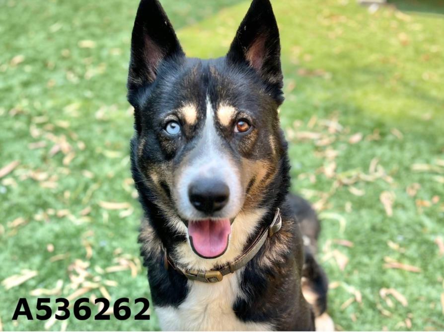 adoptable Dog in Moreno Valley, CA named KYLE