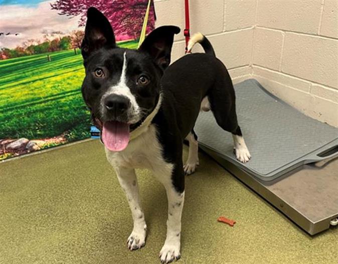 adoptable Dog in Moreno Valley, CA named KODAK