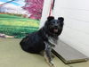 adoptable Dog in Moreno Valley, CA named A537153