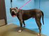 adoptable Dog in Moreno Valley, CA named A512140