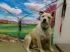 adoptable Dog in Moreno Valley, CA named A537343