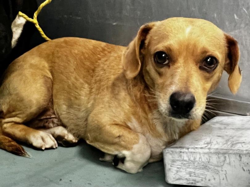 adoptable Dog in Moreno Valley, CA named A537618