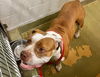 adoptable Dog in Moreno Valley, CA named A537632