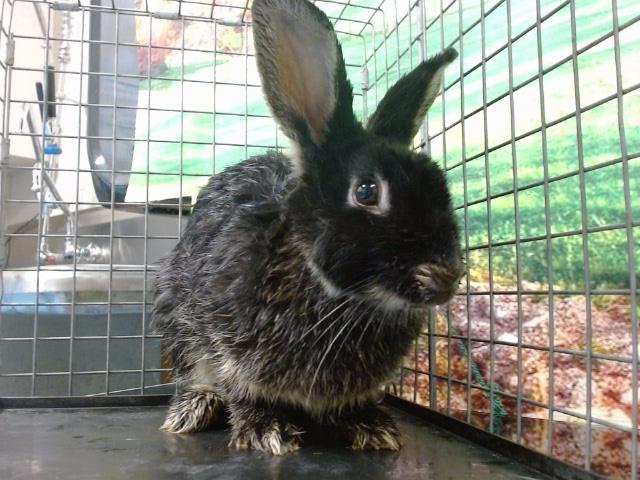 adoptable Rabbit in Moreno Valley, CA named A537729