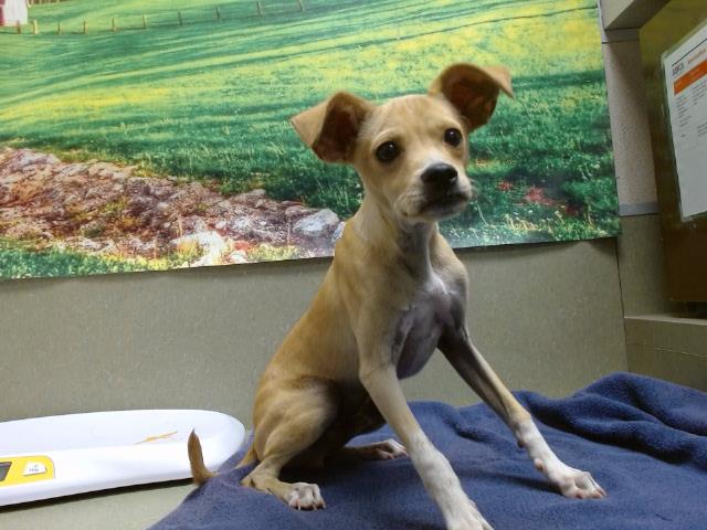 adoptable Dog in Moreno Valley, CA named A537928