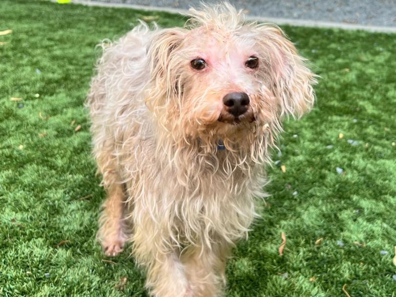 adoptable Dog in Moreno Valley, CA named CHOCOLATE