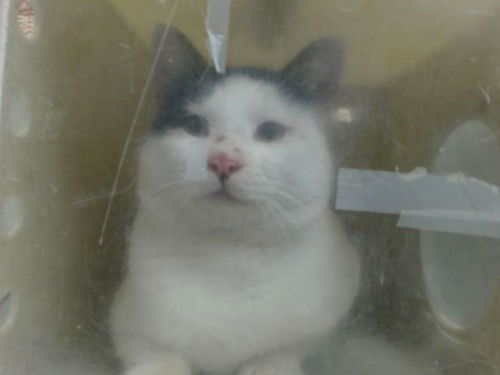 picture of the cat needing adoption