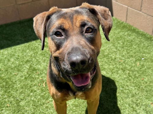 picture of the dog needing adoption