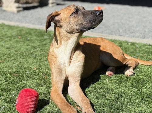 picture of the dog needing adoption