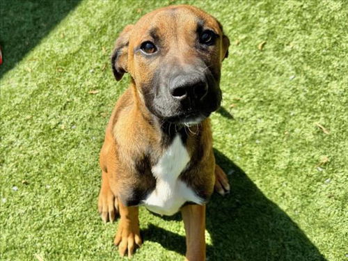 picture of the dog needing adoption