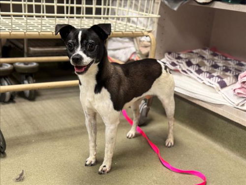 picture of the dog needing adoption