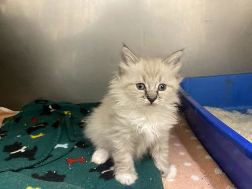 picture of the cat needing adoption
