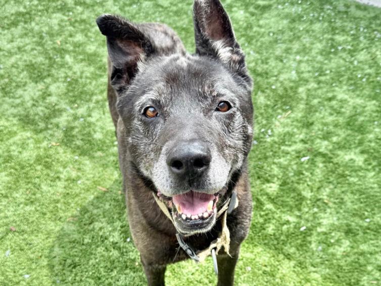 adoptable Dog in Moreno Valley, CA named SIRIUS BLACK